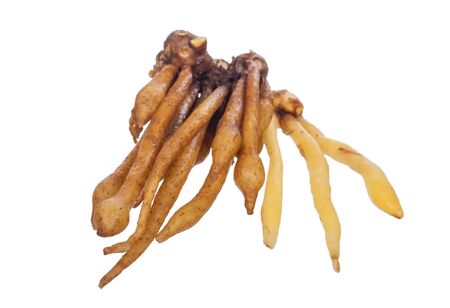 Finger Root isolated on whiteの写真素材