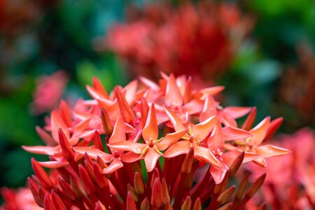 closed up of red ixora flower in garden