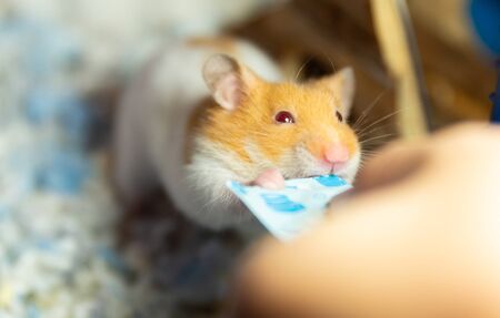 cute hamster eating food giving by human handの写真素材