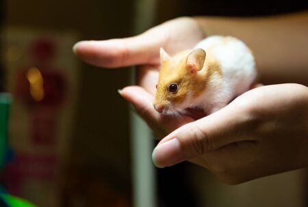 cute hamster in human handの写真素材