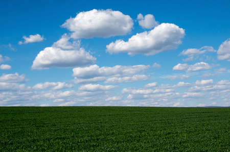 Young wheat.の写真素材