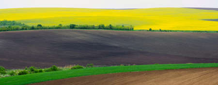 Agricultural land with colza and young wheat and young sunflower. Panorama.の写真素材