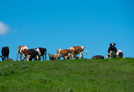 Herd of cows.の写真素材