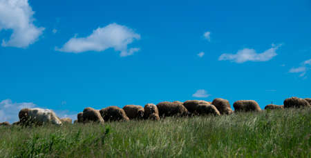 Herd of sheep on a lush meadow.の写真素材
