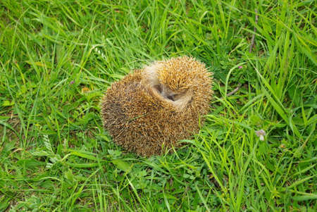 Hedgehog green meadow.の写真素材