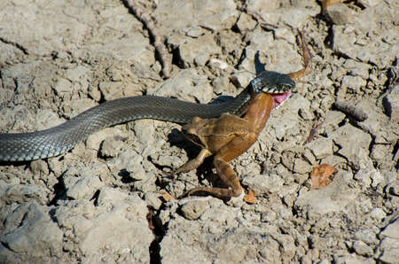 Water snake (Natrix natrix) and forest long-legged frog (Rana dalmatina) in The roles of predator and prey.の写真素材