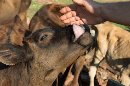 Livestock farming. Baby cow closeup. Curious calf seek attention.の写真素材
