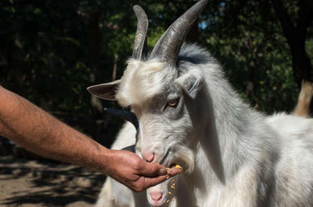 Livestock. Goat eats from a human hand.の写真素材