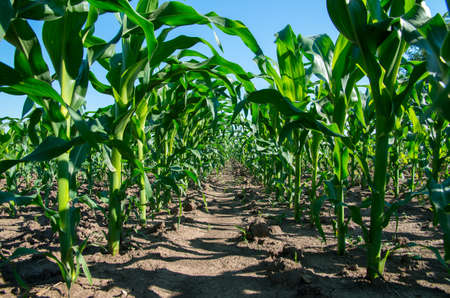 Young corn. Agriculture.の写真素材