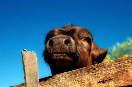 Livestock farming. Young cow in a cowshed. Calf in a barn.の写真素材