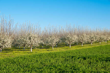 flowering - Fruit trees in the spring