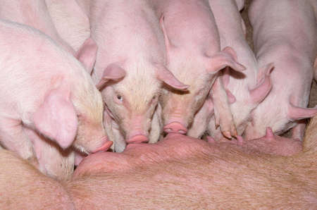 Piglets feeding from mother pigの写真素材