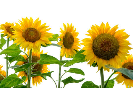 Sunflower isolated on white backgroundの写真素材