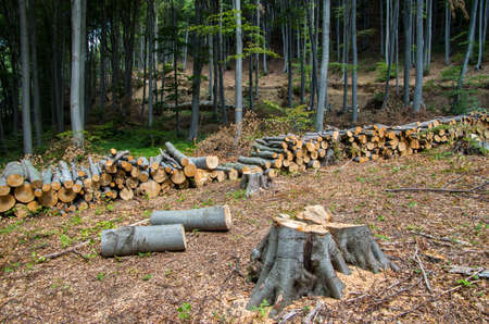 Destruction of forests for commercial purposes.の写真素材