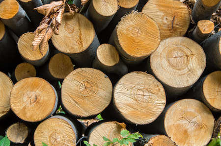 Pile of wood logs storage for industry