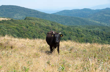 Livestock farming in the mountains.の写真素材