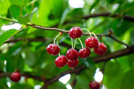 Red and sweet cherries on a branch after rain