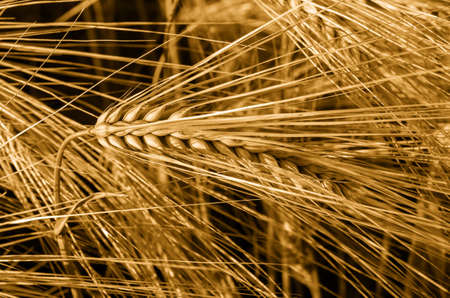 Close-up of the ear of barley. Barley detail.の写真素材