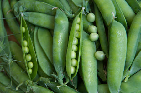 Agricultural production. fresh ripe and organic pea pod