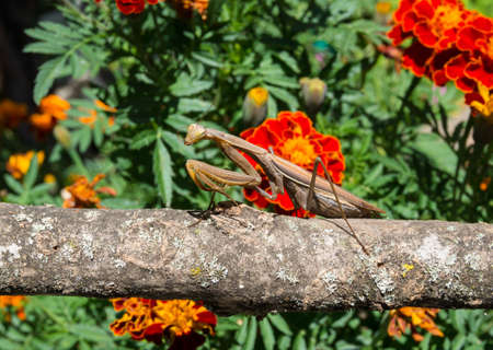 Praying Mantis insect in nature. Predator that hunts and eats other insects.の写真素材