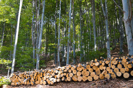Wooden Logs with Forest on Background. Beech Forest.