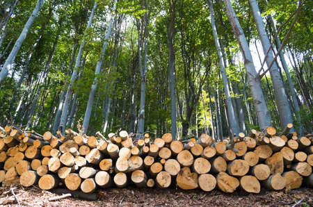 Beech Forest. Pile of wood logs on the edge of the forest.