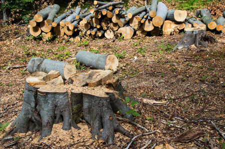 Damage to nature. Deforestation, destruction of deciduous forests. Europe