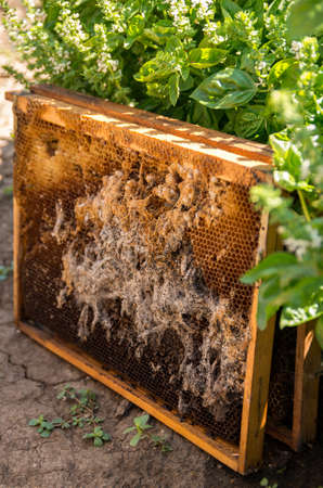 Wax moth. Pests of active hives. Beekeeping. There are two species with Latin names - Galleria...