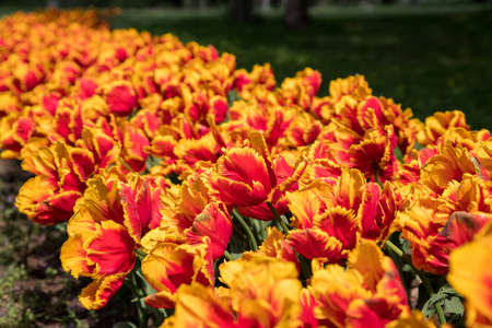 Red yellow tulips in parkの写真素材