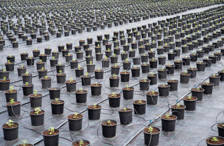 Young Chrysanthemum flower seedling planting plots in row.の写真素材