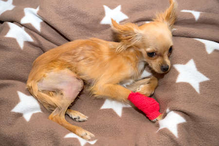 Surgical correction luxation of the patella in the dog.の写真素材
