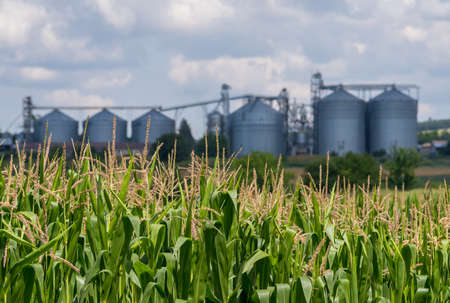 Agricultural Silos. Storage and drying of grainsの写真素材