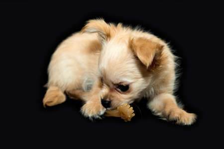 Dental toys for dogs. Chew toys for pets. Beige puppy.の写真素材