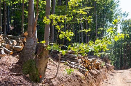 Wood extraction. Trees felled and stored for the industry