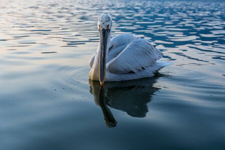 Dalmatian pelican (Pelecanus crispus) shot at sunrise at lake Kerkini in Greeceの写真素材