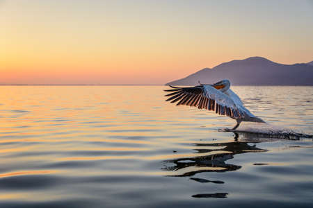 Dalmatian pelican (Pelecanus crispus) shot at sunrise at lake Kerkini in Greeceの写真素材