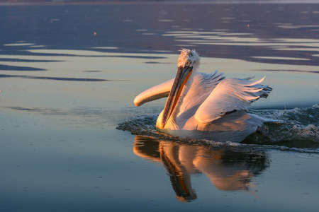 Dalmatian pelican (Pelecanus crispus) shot at sunrise at lake Kerkini in Greeceの写真素材