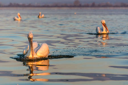 Dalmatian pelican (Pelecanus crispus) shot at sunrise at lake Kerkini in Greeceの写真素材