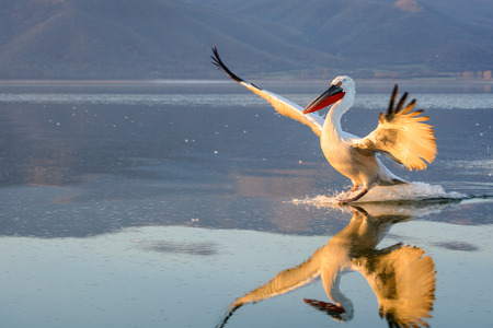 Dalmatian pelican (Pelecanus crispus) shot at sunrise at lake Kerkini in Greeceの写真素材