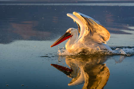 Dalmatian pelican (Pelecanus crispus) shot at sunrise at lake Kerkini in Greeceの写真素材
