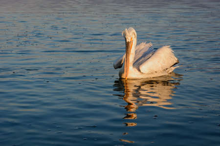 Dalmatian pelican (Pelecanus crispus) shot at sunrise at lake Kerkini in Greeceの写真素材