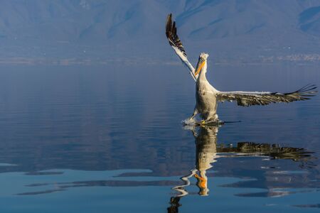 Dalmatian pelican (Pelecanus crispus) shot at sunrise at lake Kerkini in Greeceの写真素材