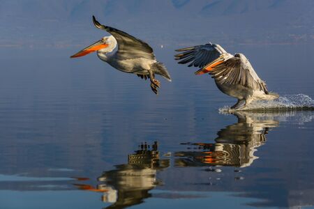 Dalmatian pelican (Pelecanus crispus) shot at sunrise at lake Kerkini in Greeceの写真素材