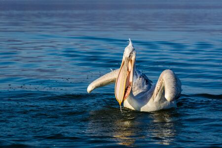 Dalmatian pelican (Pelecanus crispus) shot at sunrise at lake Kerkini in Greeceの写真素材