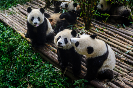 Pandas enjoying their bamboo breakfast in Chengdu Research Base, Chinaの写真素材
