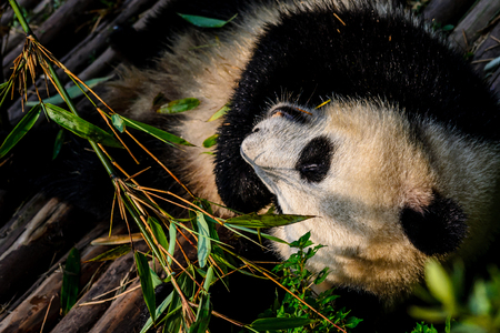 Pandas enjoying their bamboo breakfast in Chengdu Research Base, Chinaの写真素材