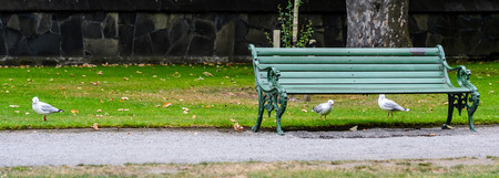 Seagulls under a bench in a park. Panoramic photoの写真素材