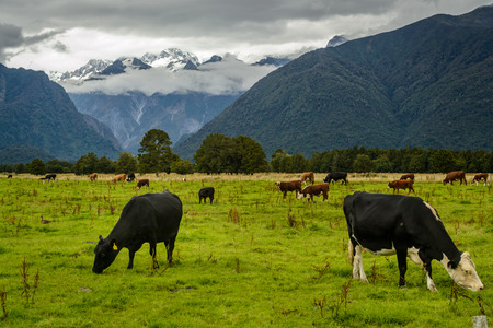 Beautiful landscape from New Zealand. Mountains with clouds in the background and cows on the foreground.の写真素材