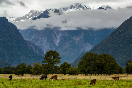 Beautiful landscape from New Zealand. Mountains with clouds in the background and cows on the foreground.の写真素材