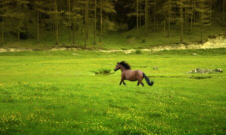 Brown horse galloping in green meadowの写真素材